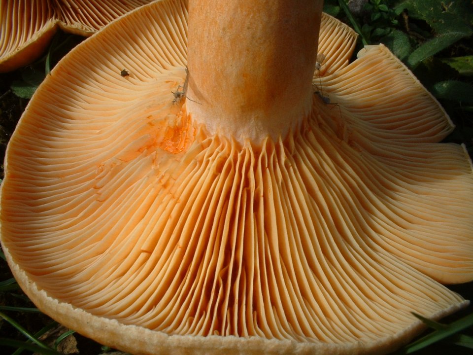 Lactarius deterrimus